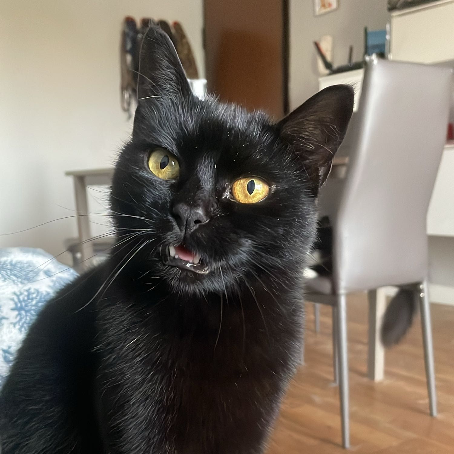 Bastet