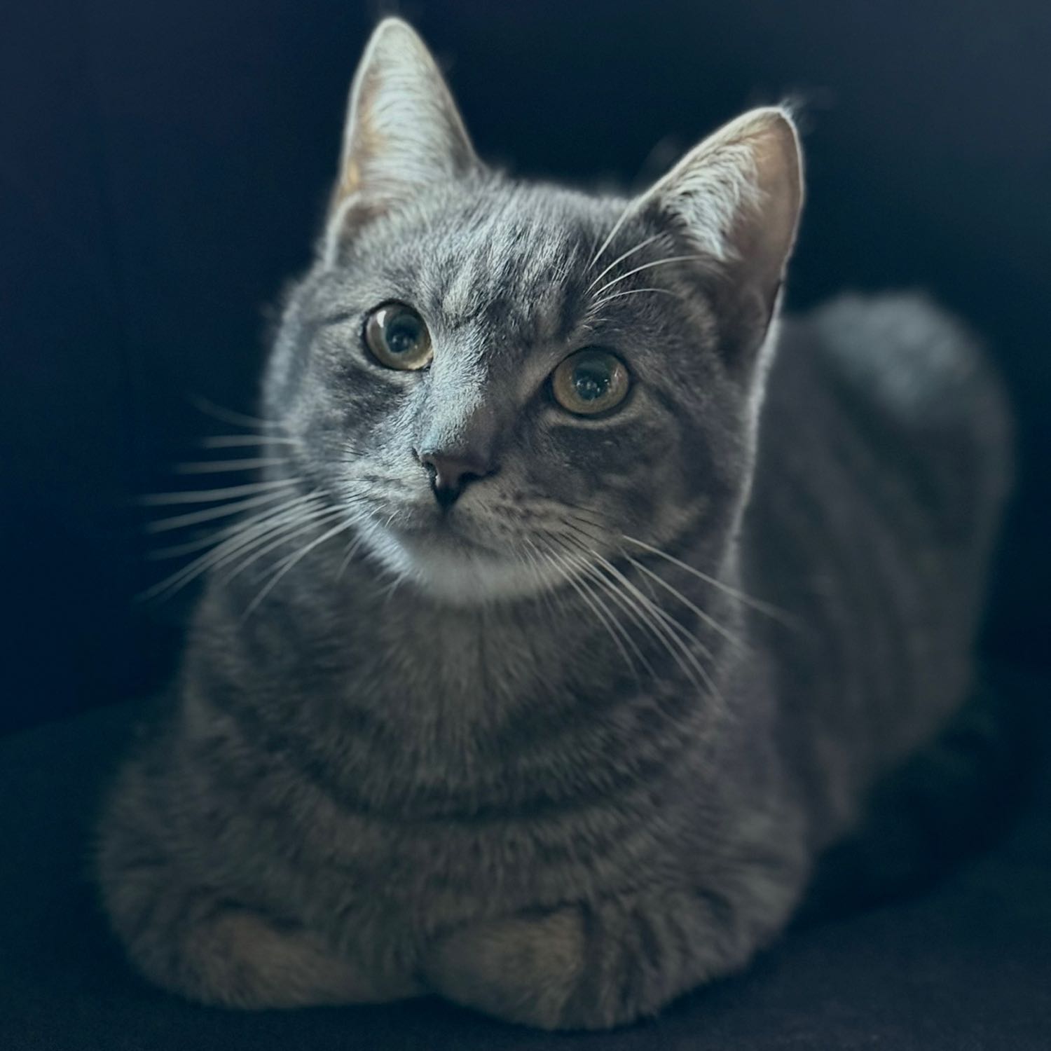 Gizmo