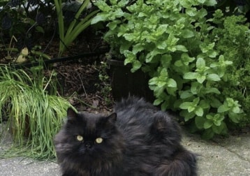 Artemis