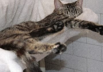 Gigio,Nina,Marta,Tinuss,Tigre,Connie, Mino,Otto.