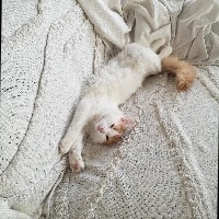 Nyx