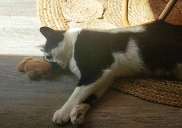 Piper