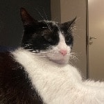 Miudinho
