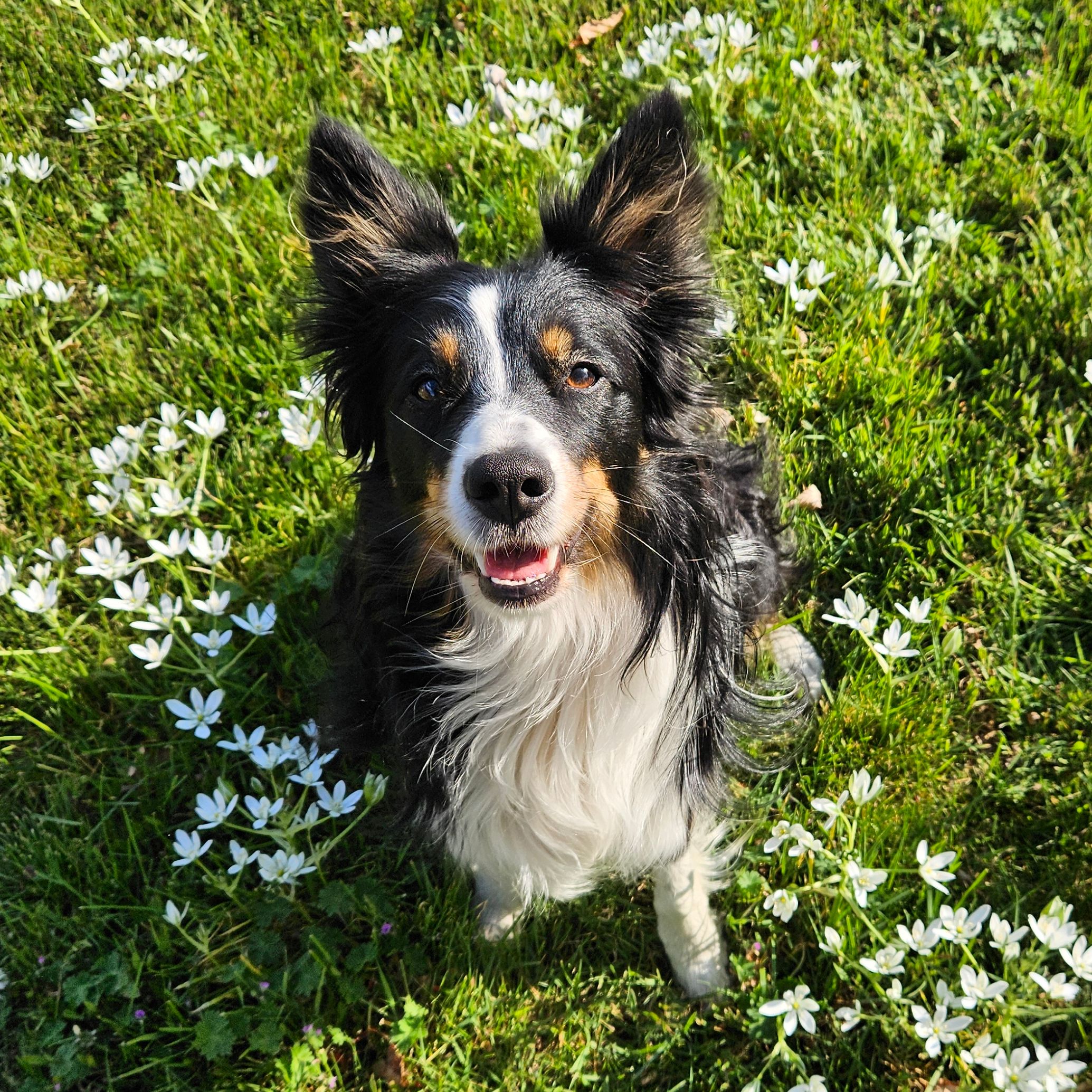 Millie