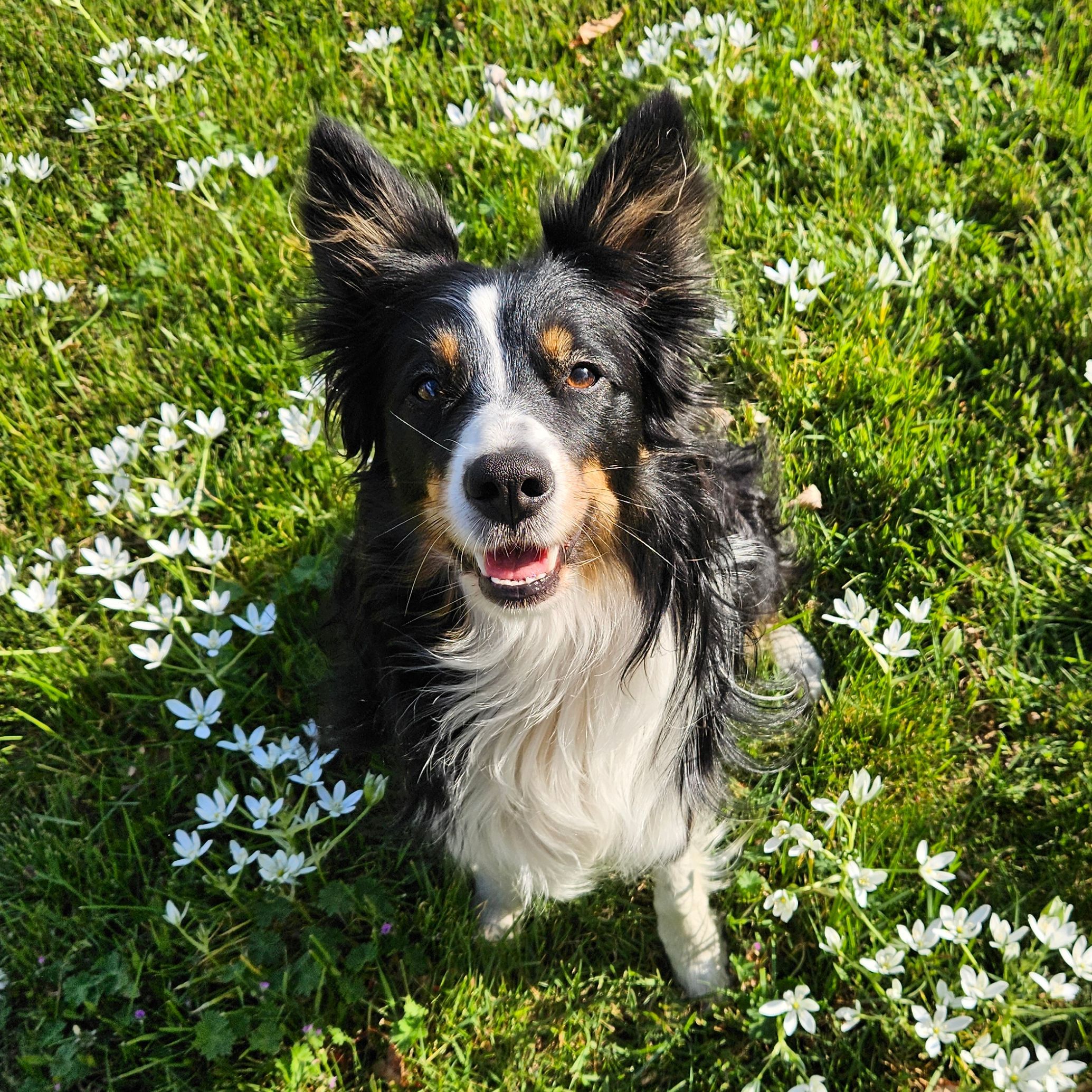 Millie