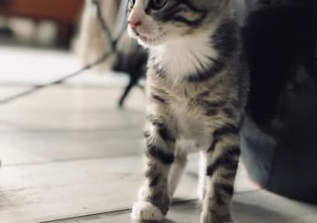 Max
