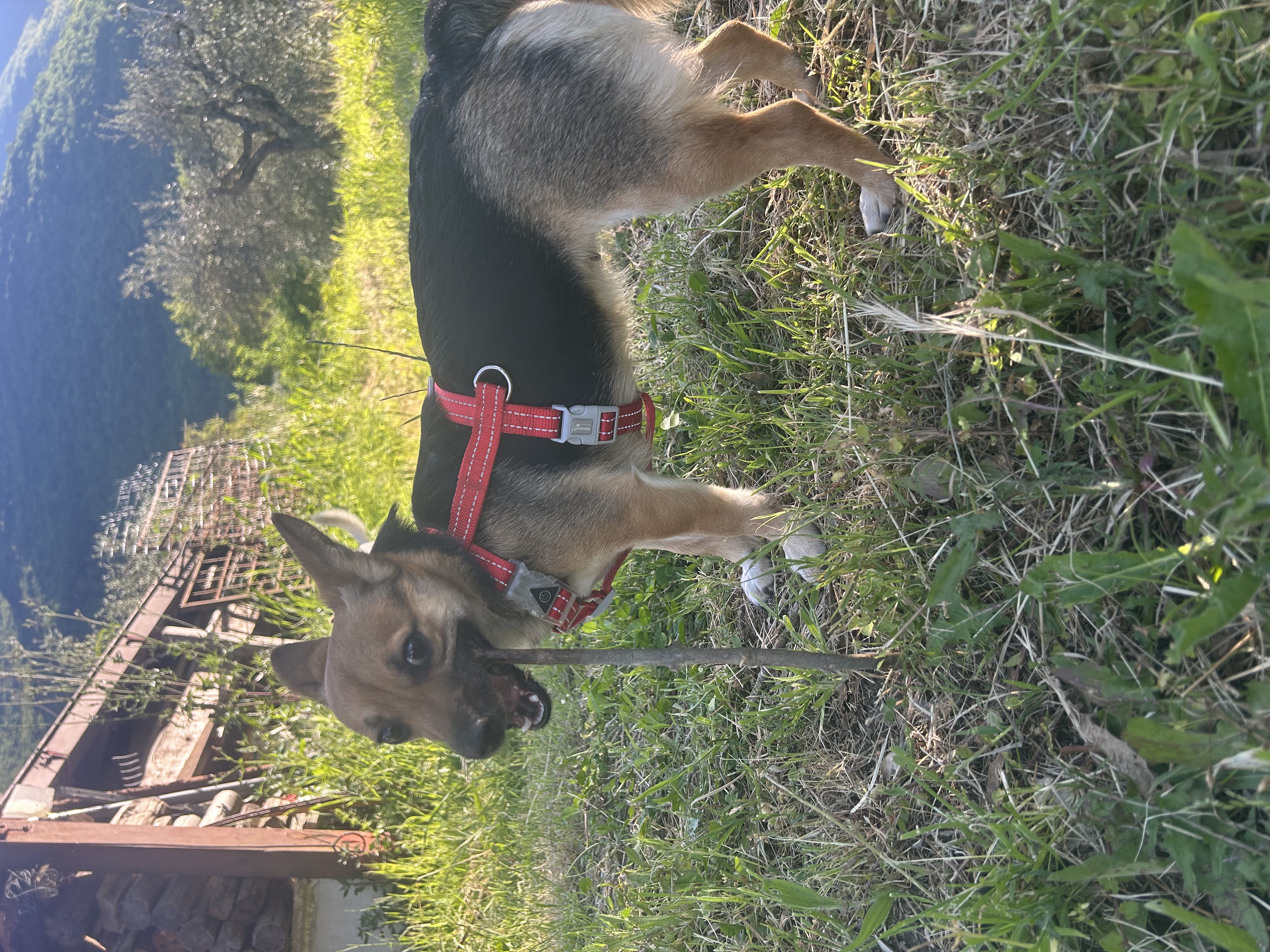 image-6