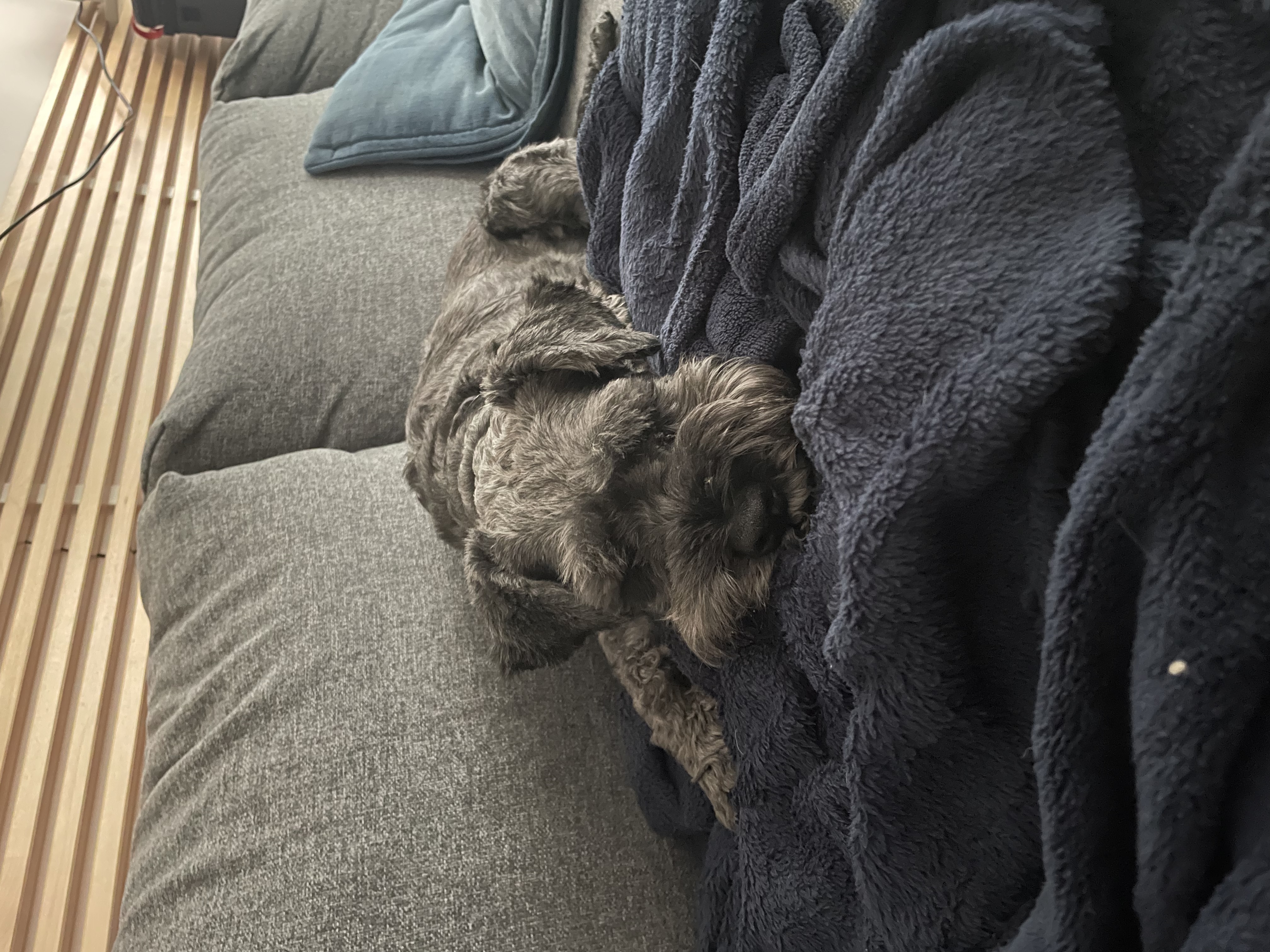 image-7