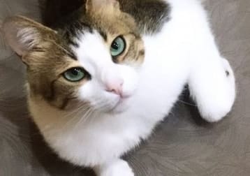 Qofte