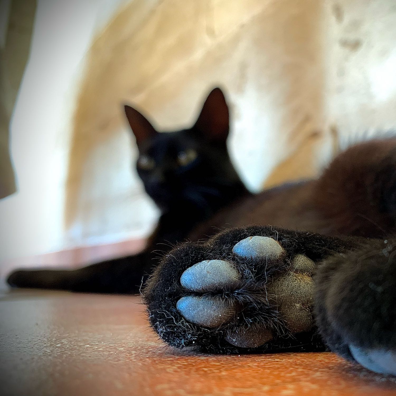 Blacky