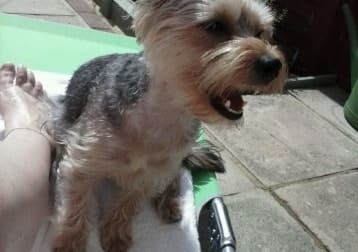 Pixie