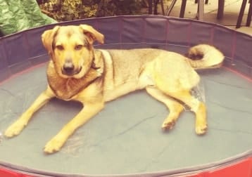 Baloo