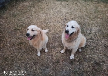 Paddy (à Droite)