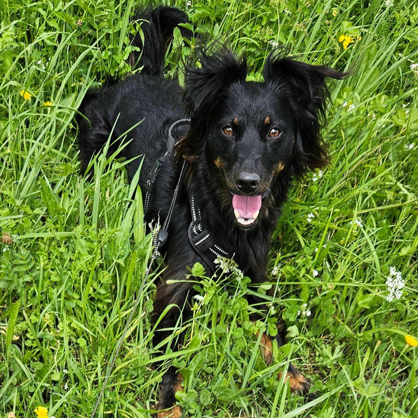 Layla