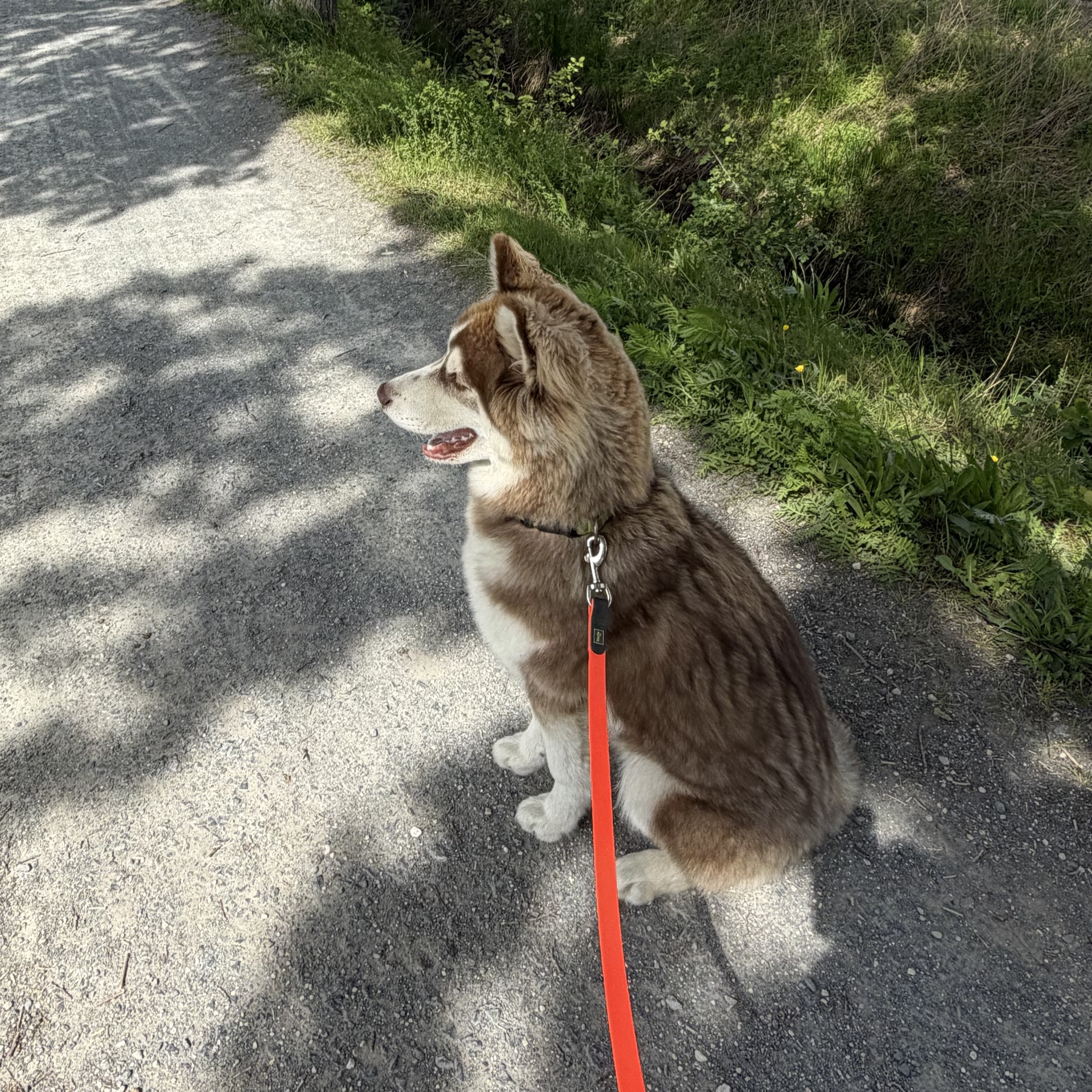 Chico