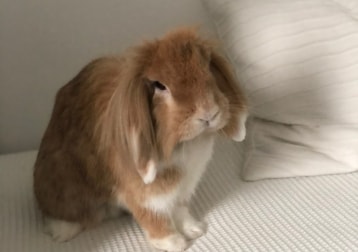 Hugo 