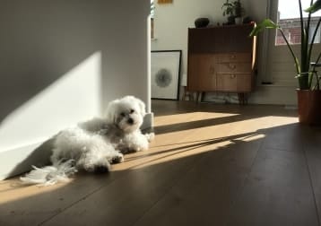 Bailey