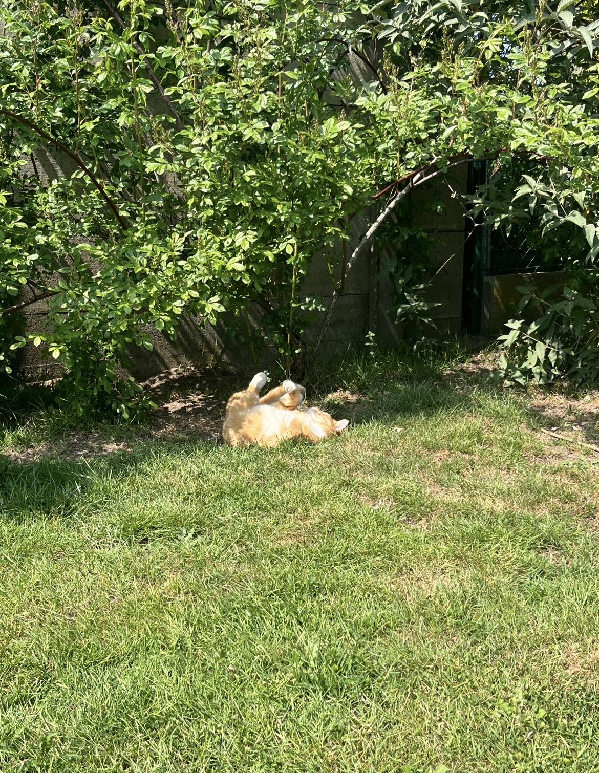 image-10