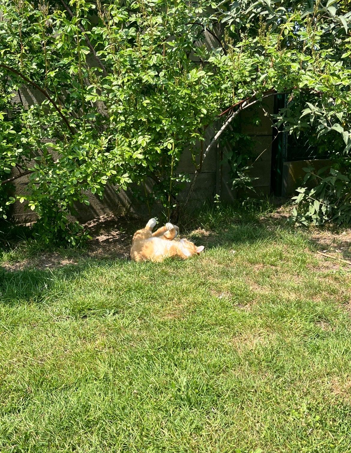 image-10