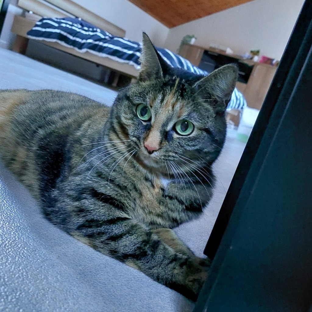 Zazou