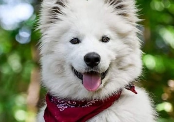 Balou