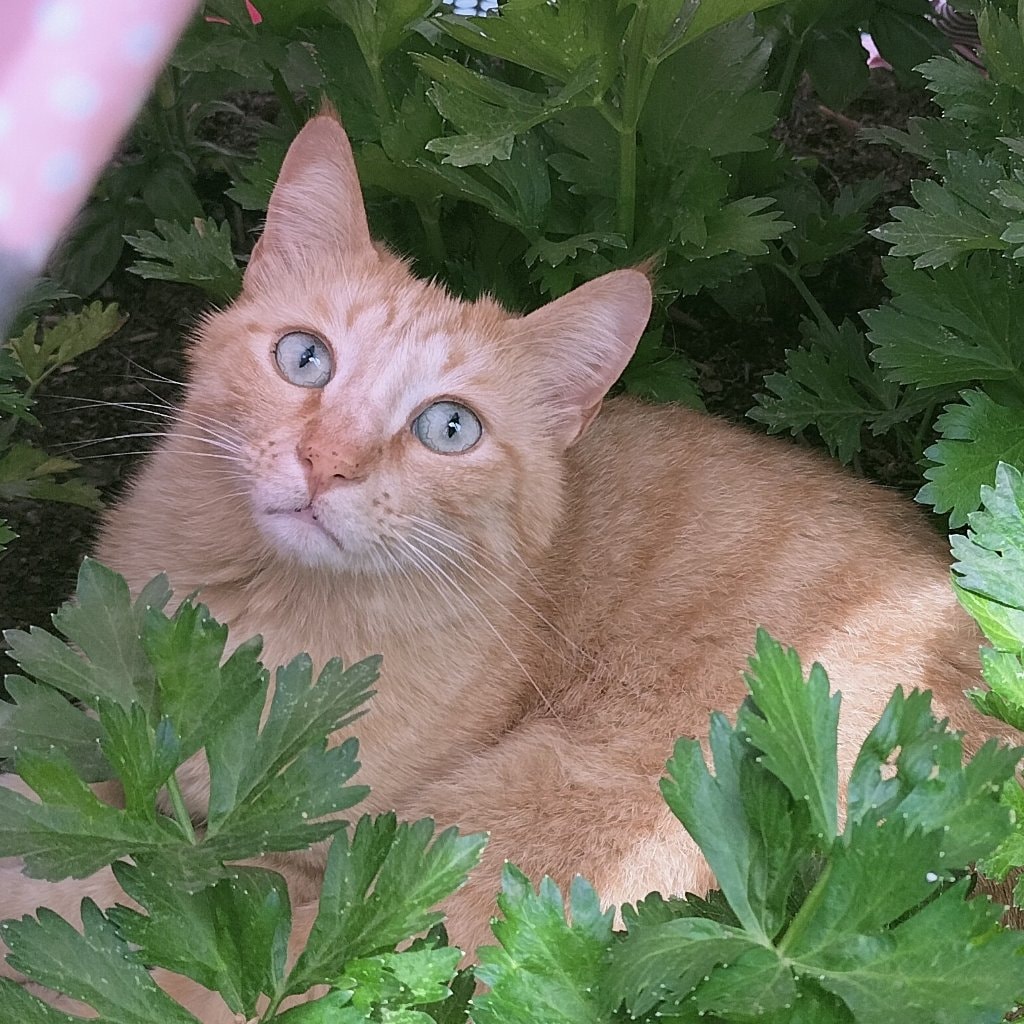 Tito