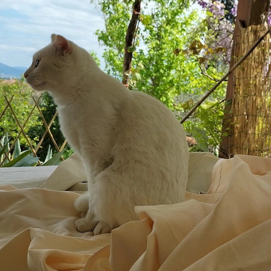 Perla