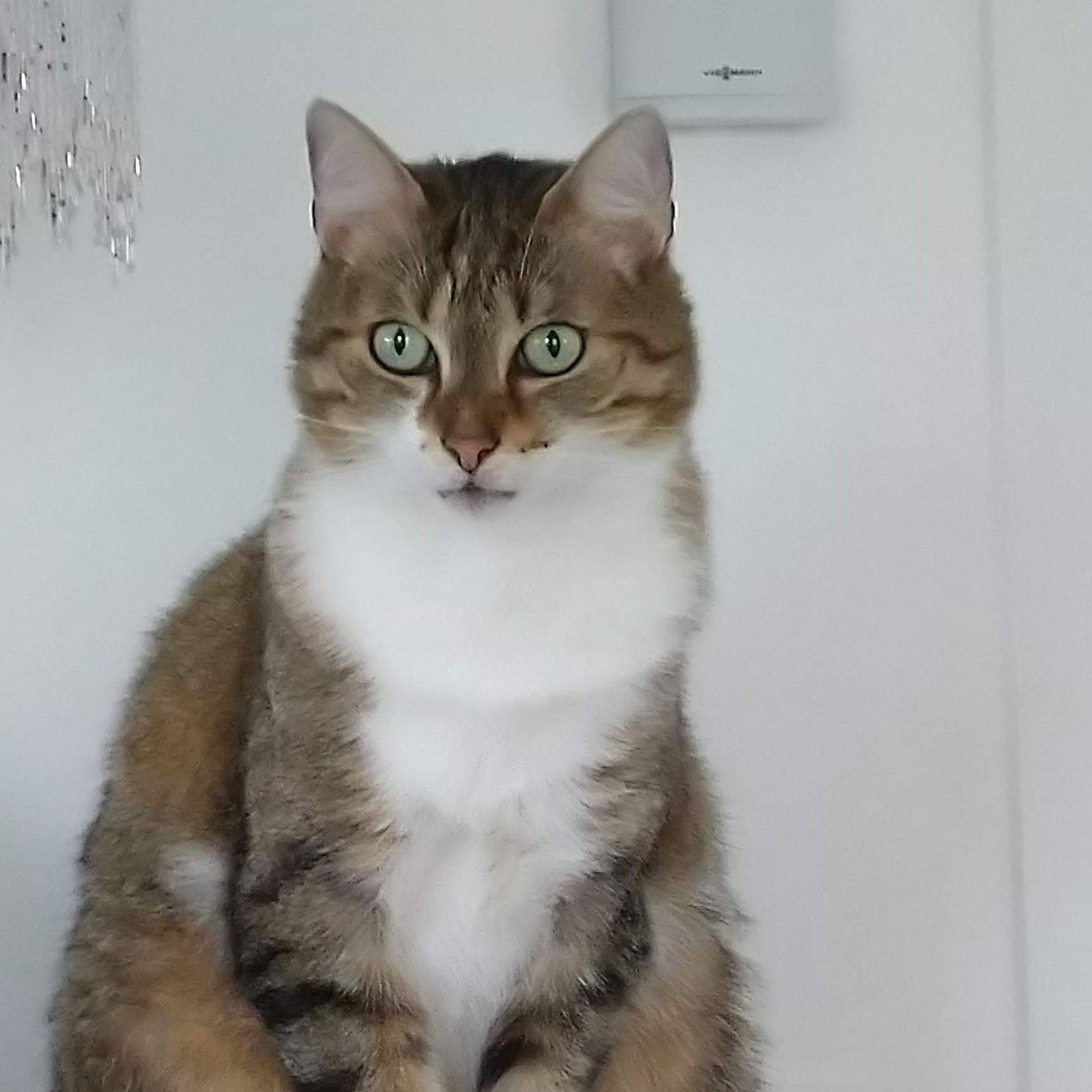 Mieke