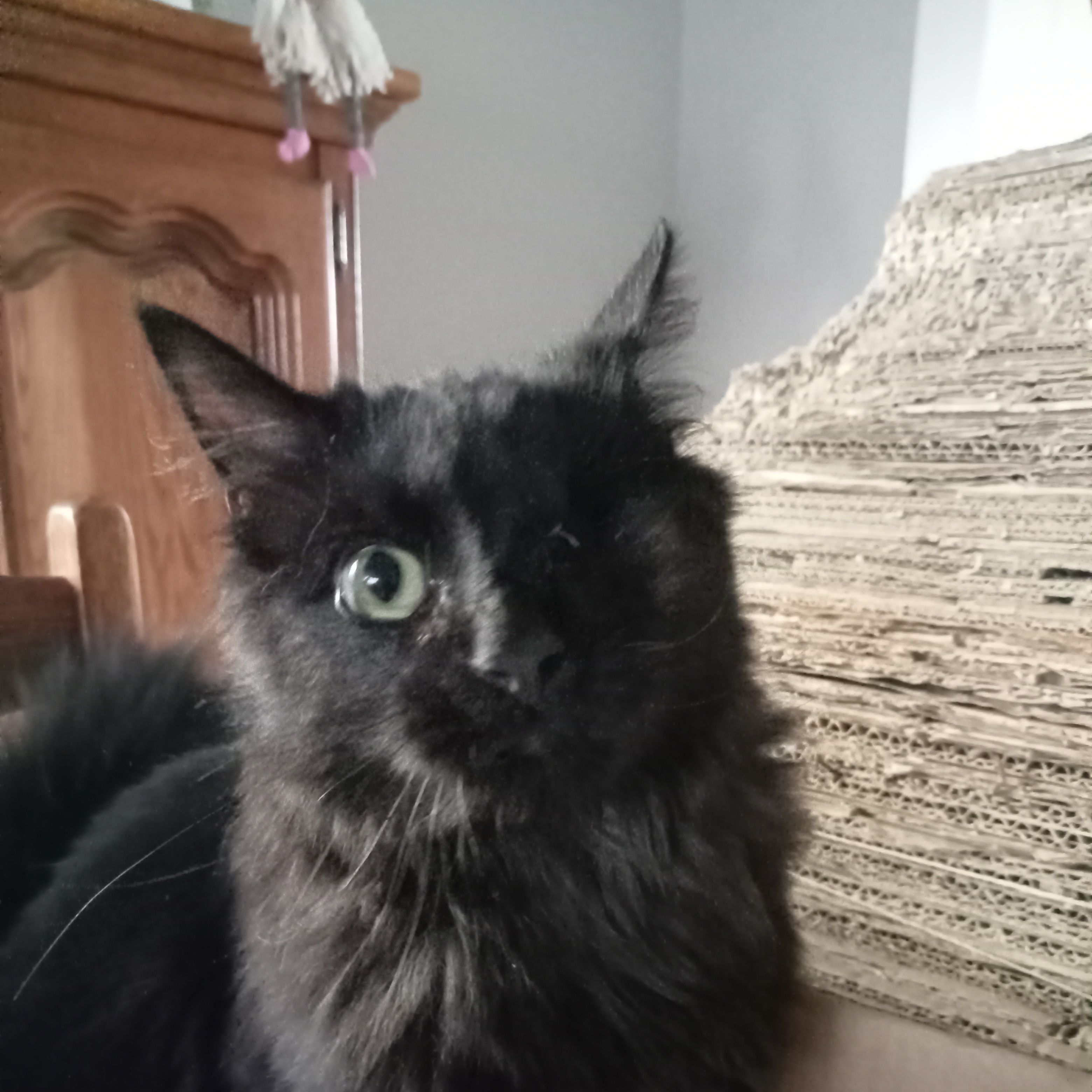 Simba