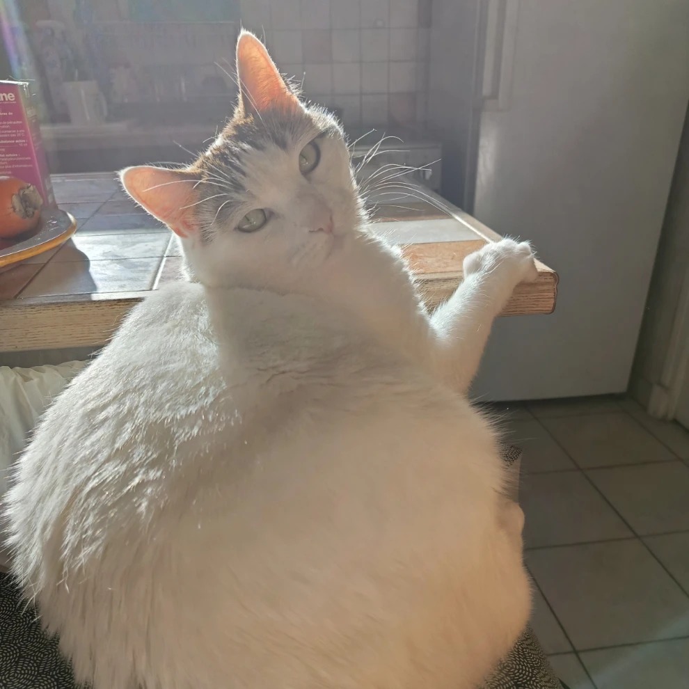 Socrate