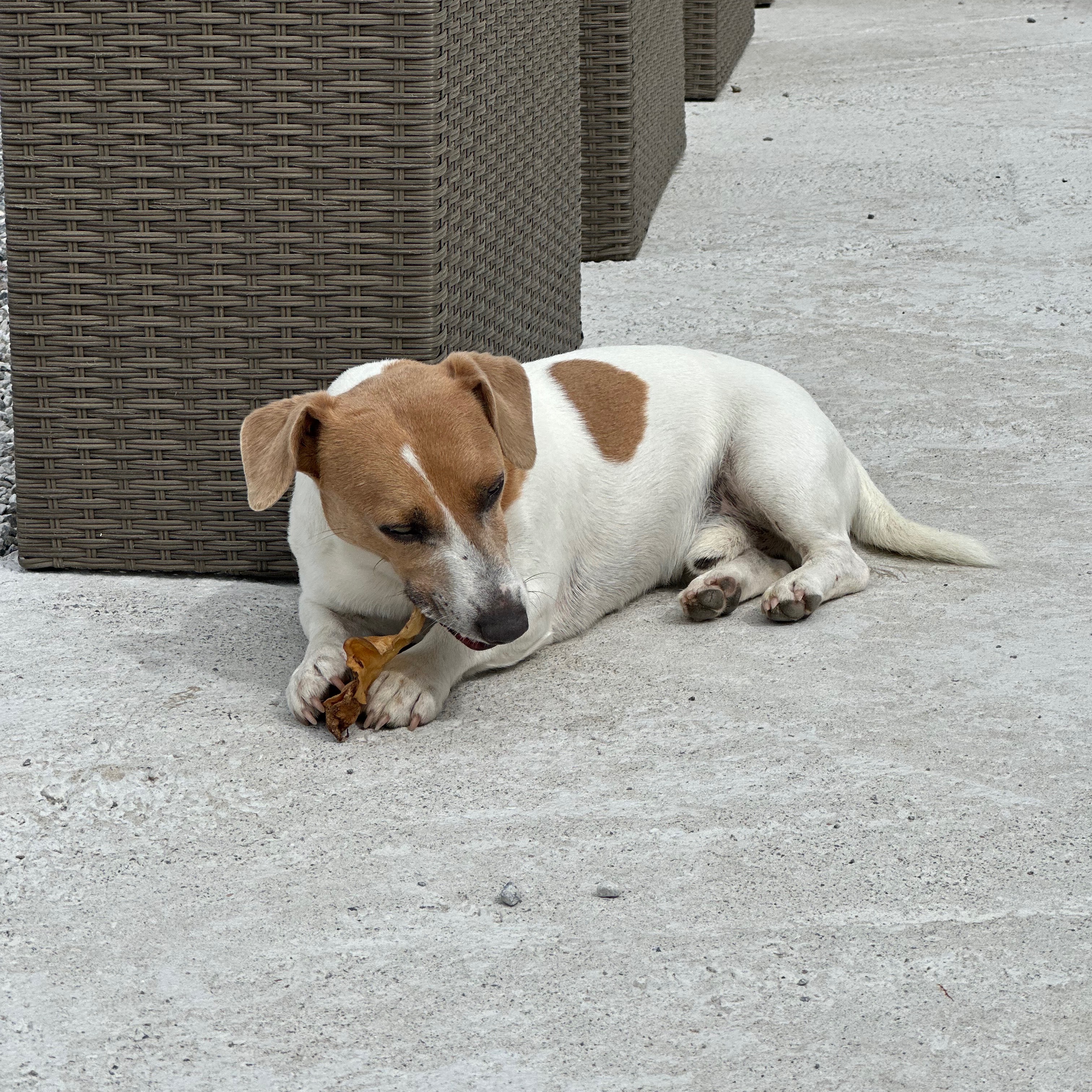 Milo