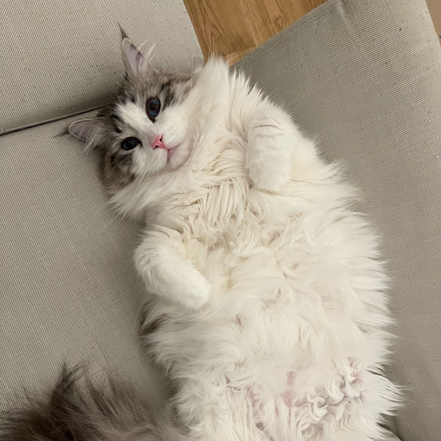 Alina
