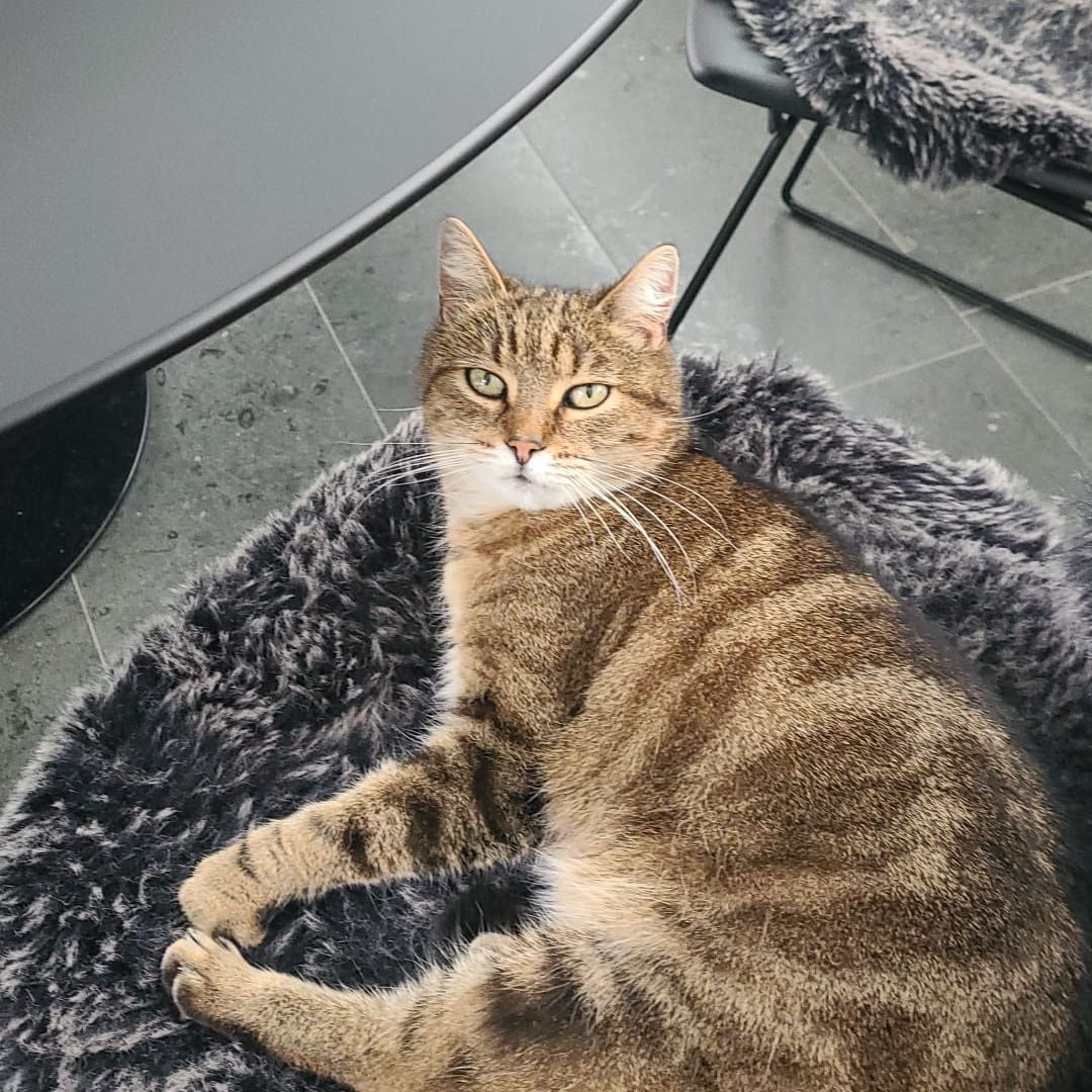 Streepje