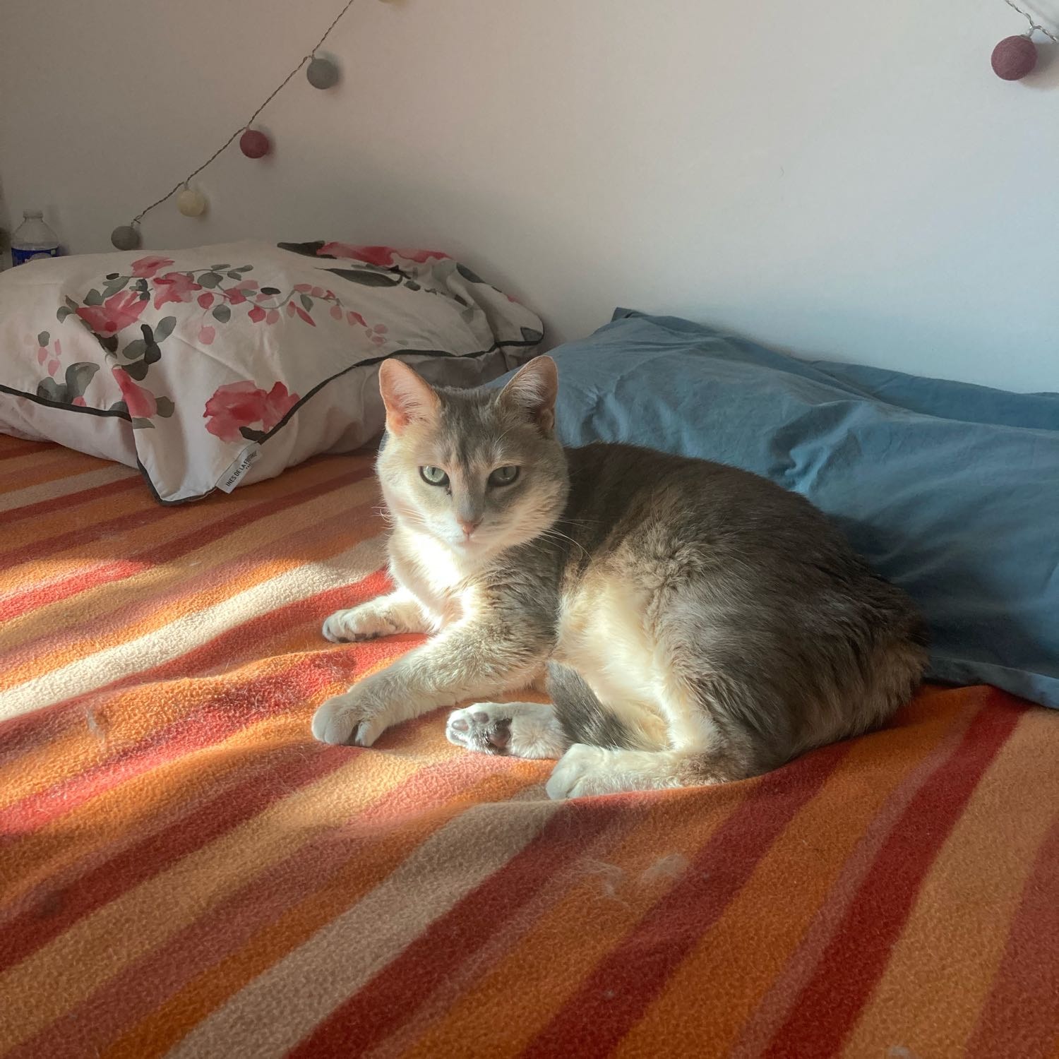 La petite