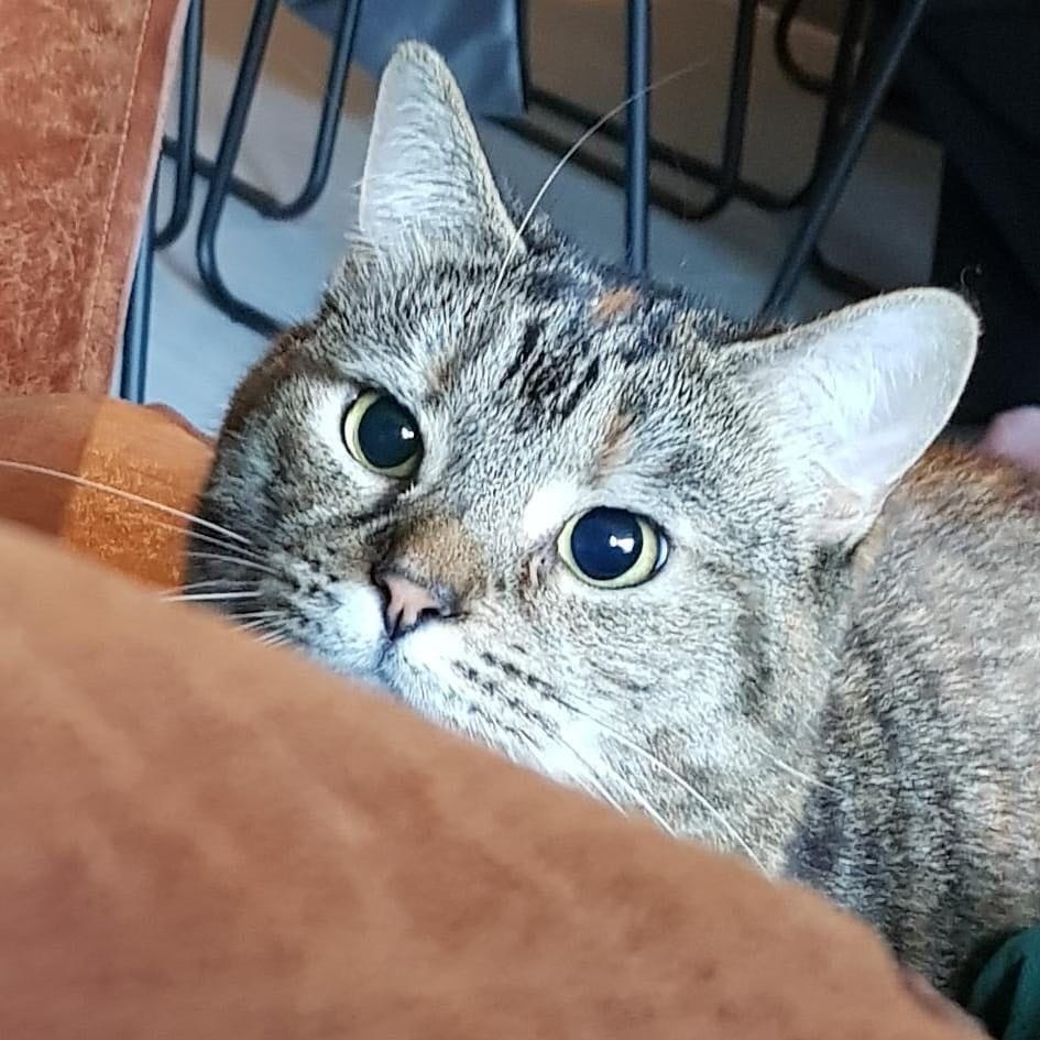 Mushi