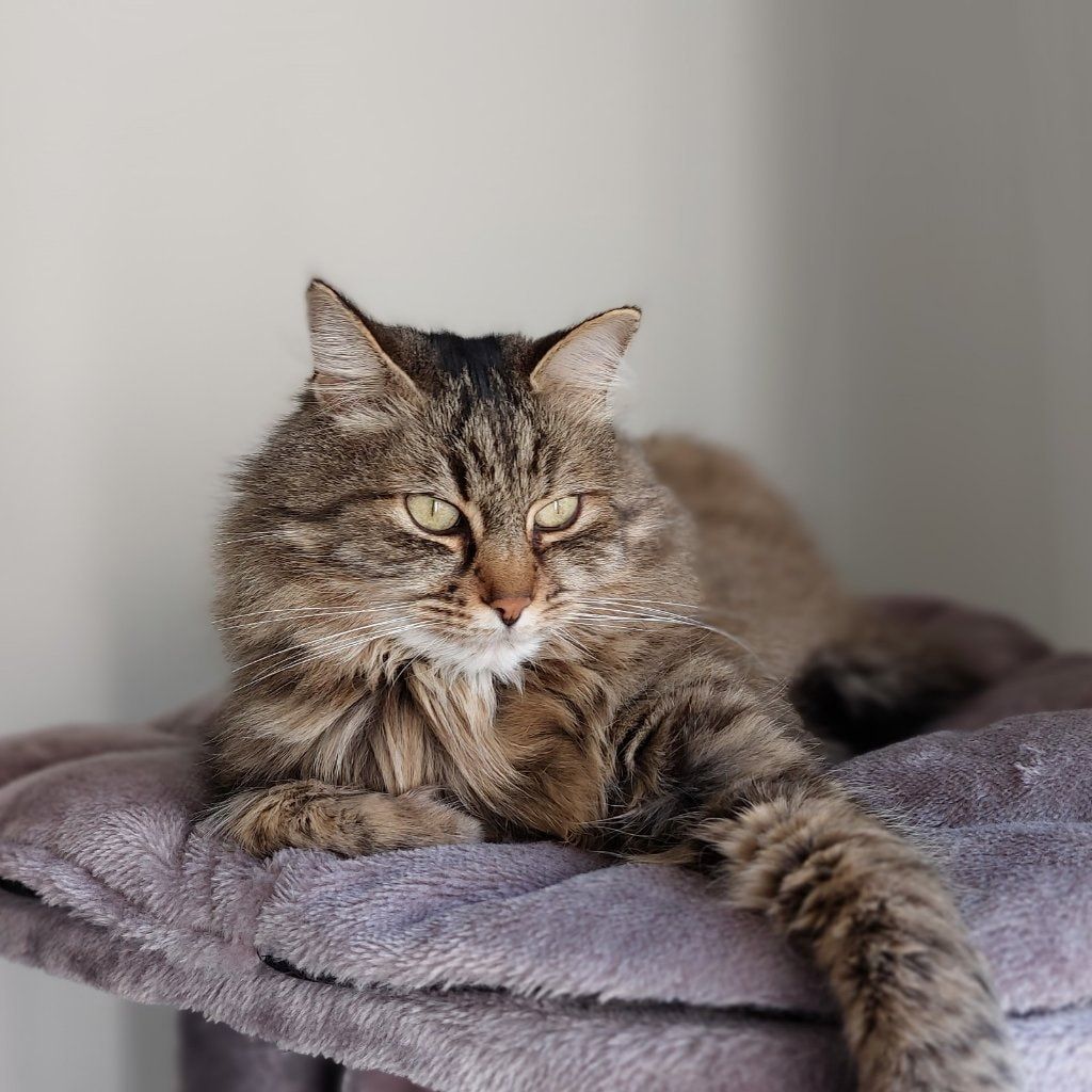 Oscar