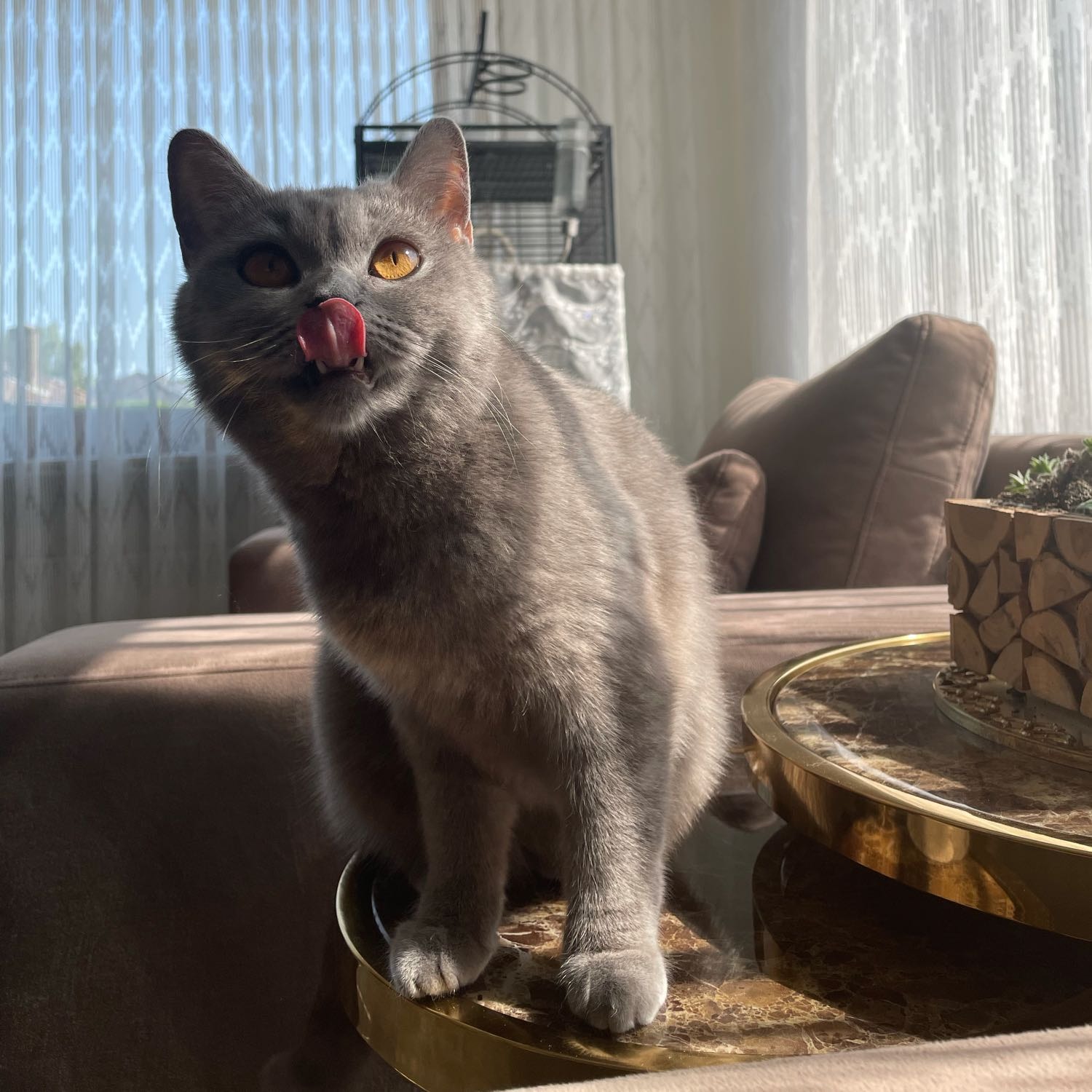Lila
