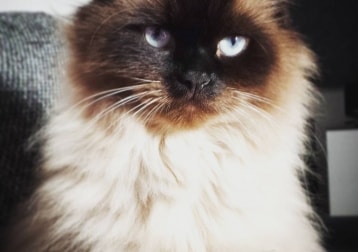 Napoleon