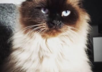 Napoleon