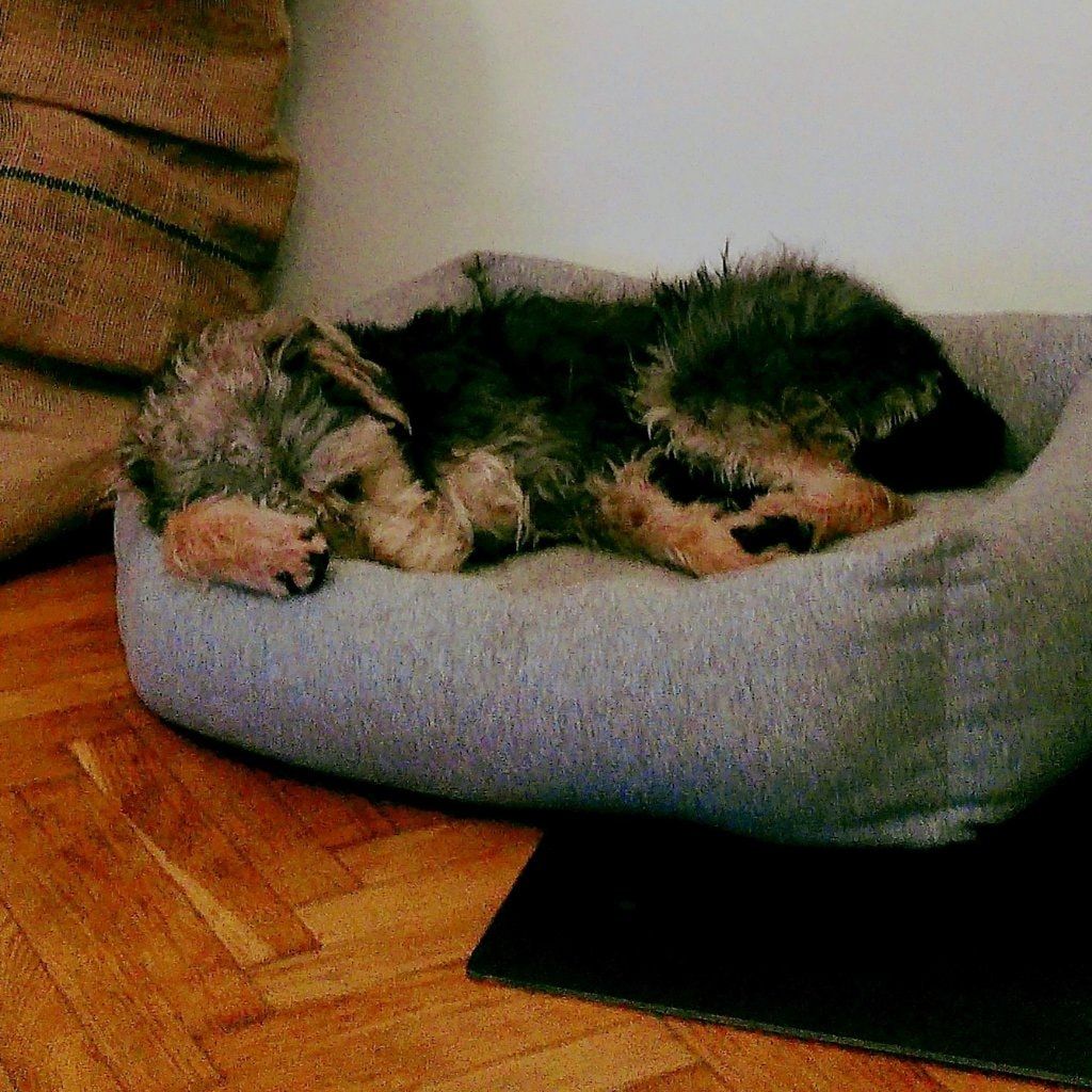 Norbert