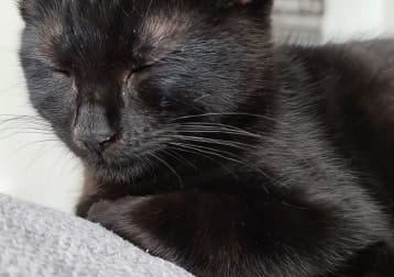 Binks