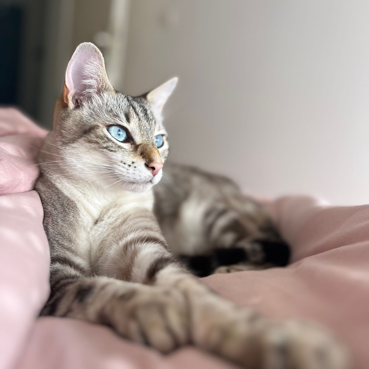 Tango 