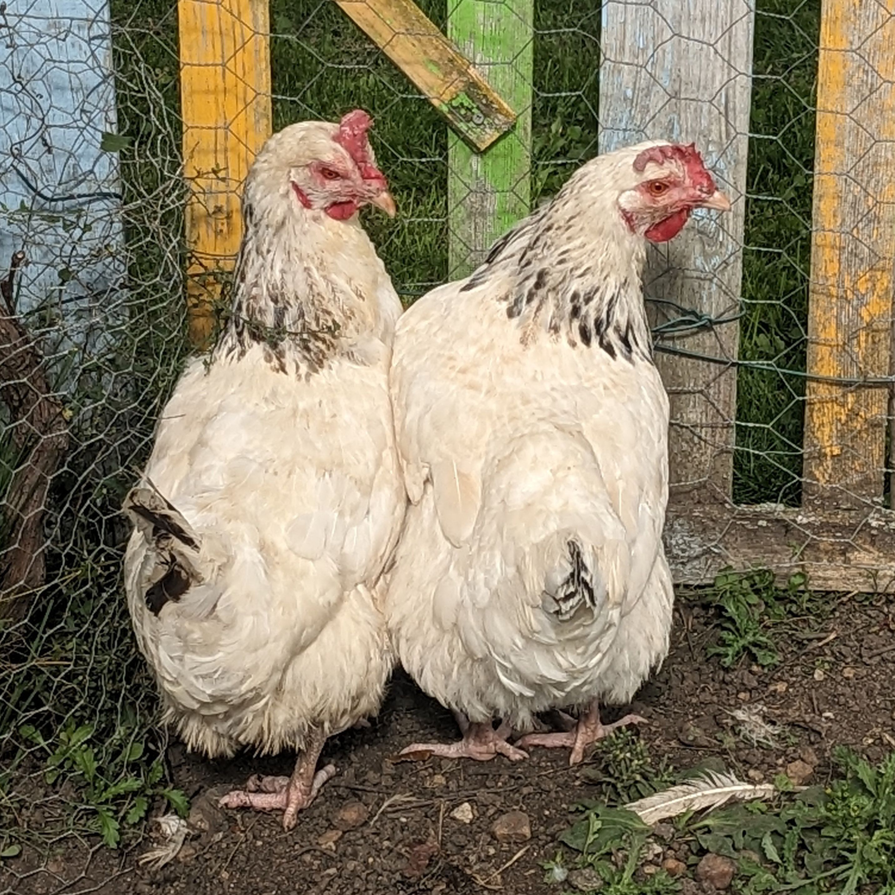 Red & Blanche