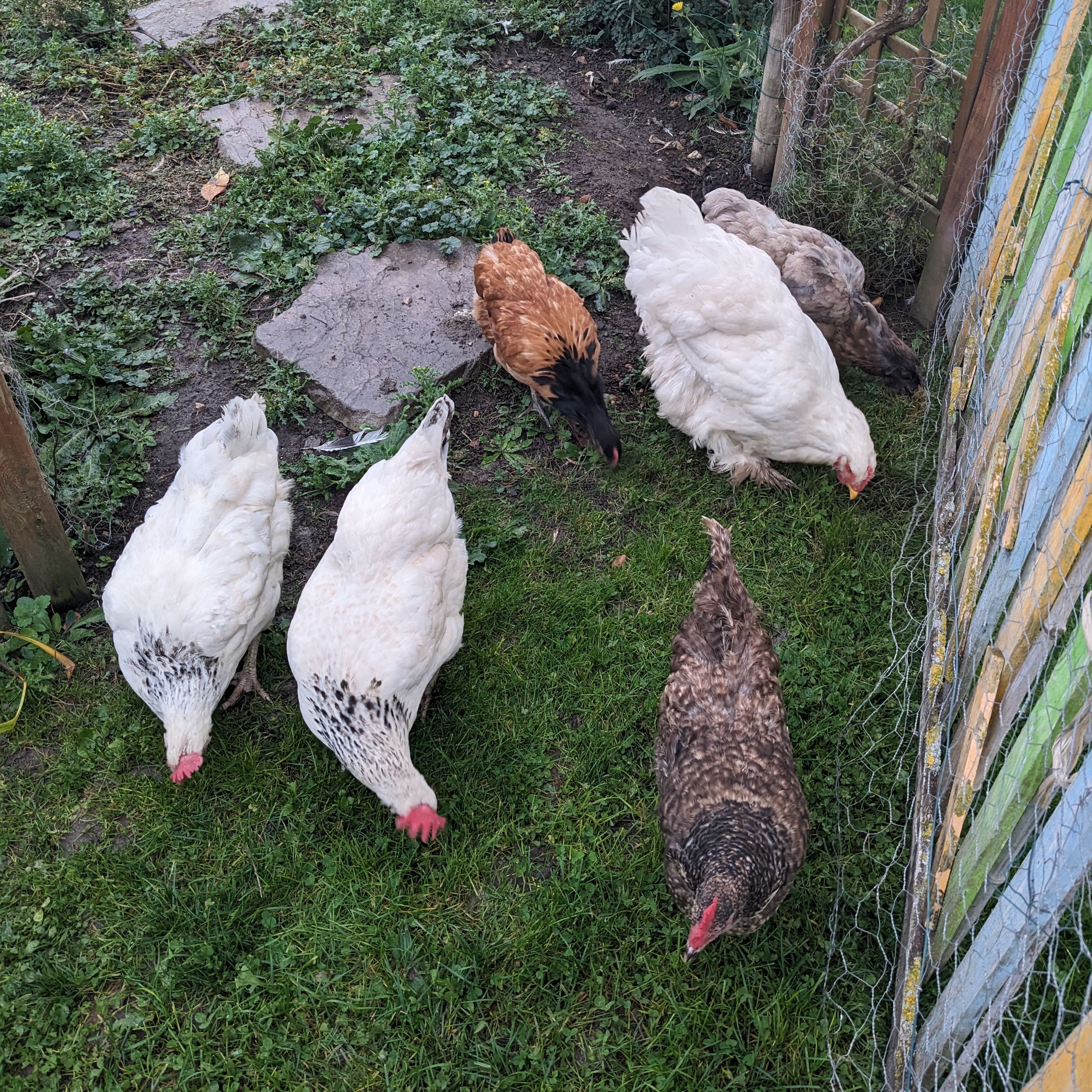 Vanille & Moka & Capu