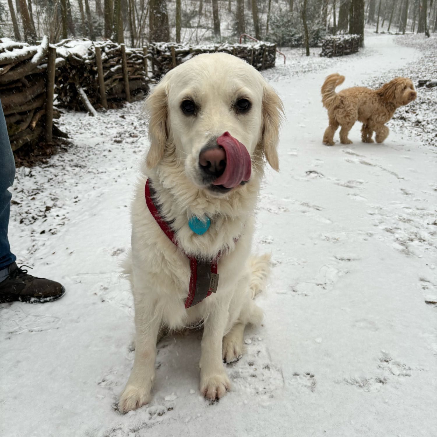 coco