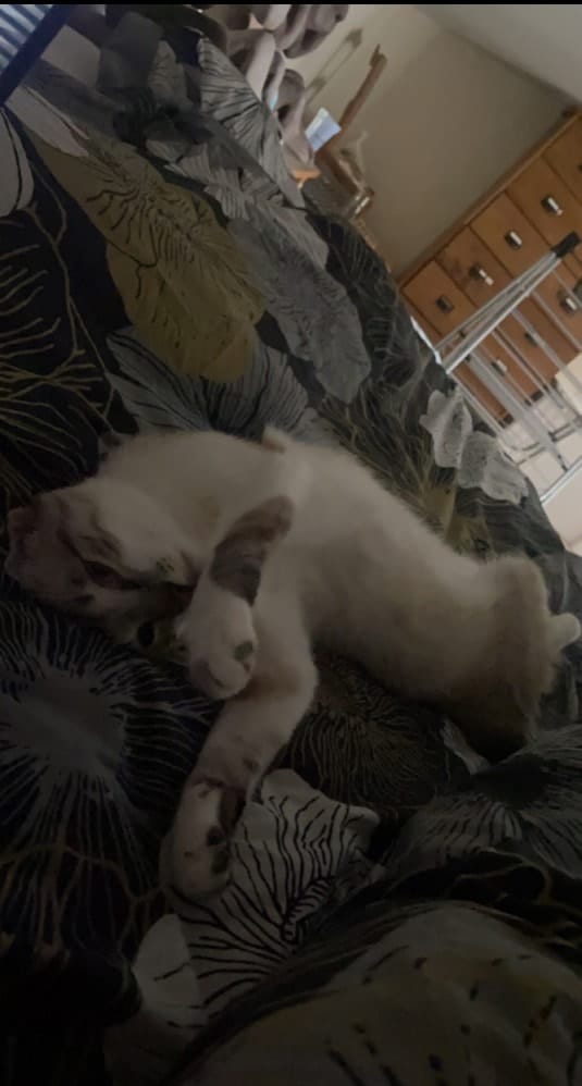 image-6