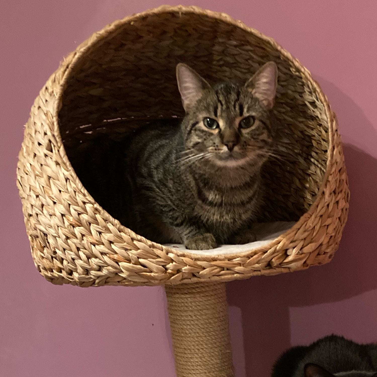 Vesemir