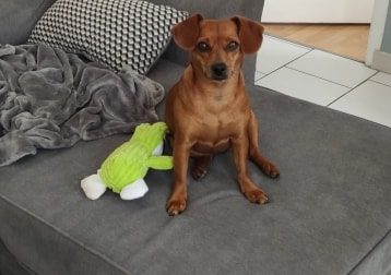 Zola