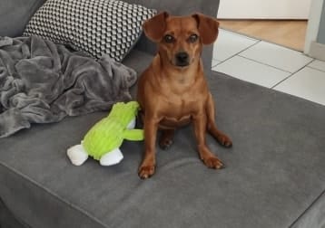 Zola