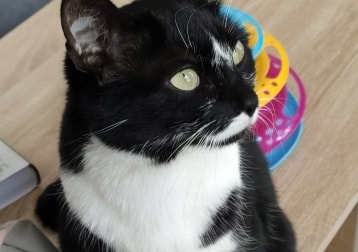 Mitsy